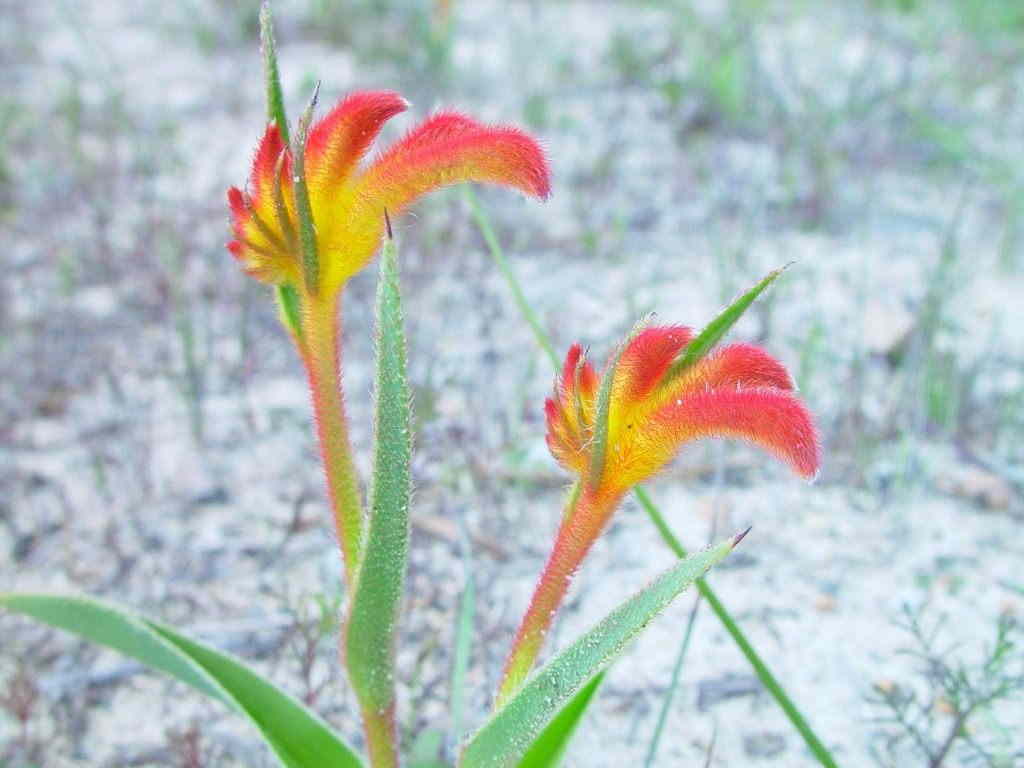 Растение Анигозантос двуцветный