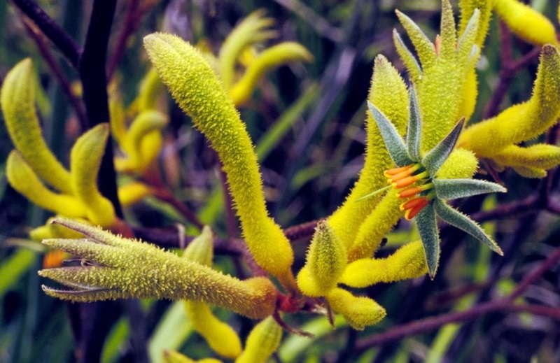 Растение Анигозантос желтоватый