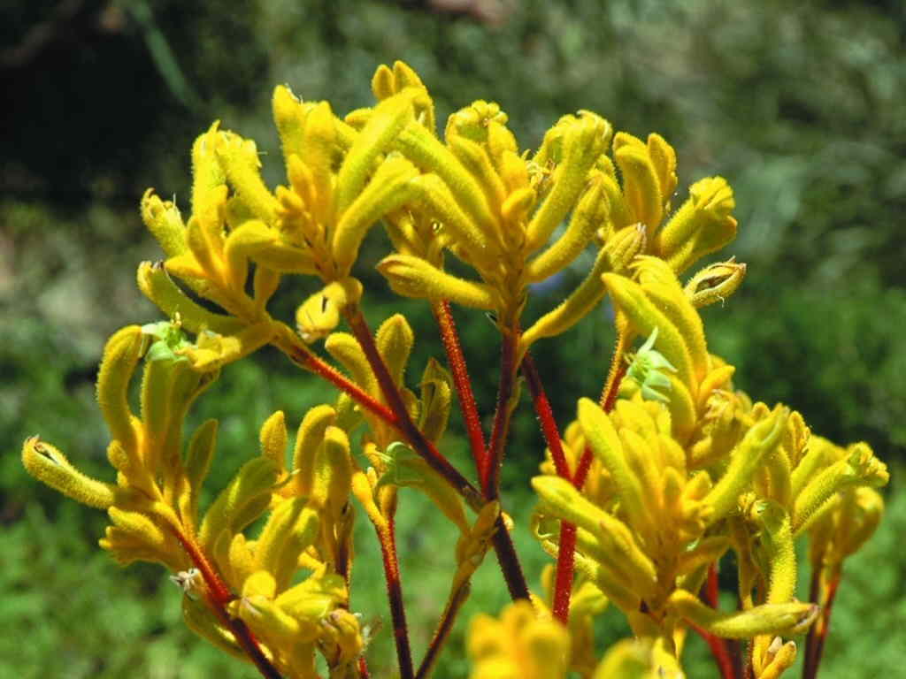 Растение Анигозантос Мэнглза