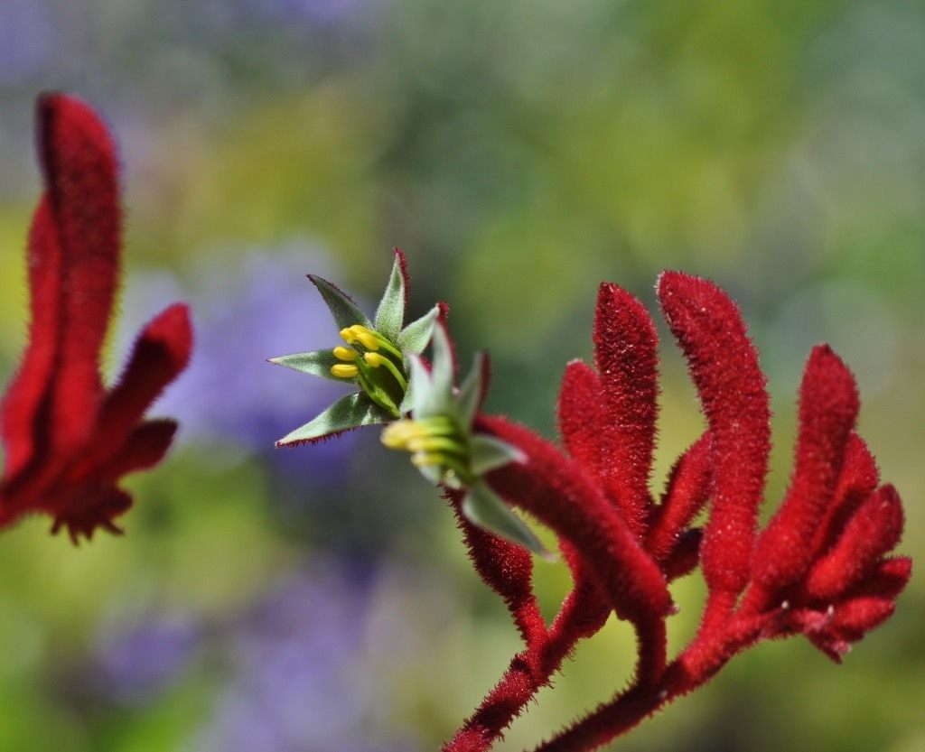 Растение Анигозантос рыжий