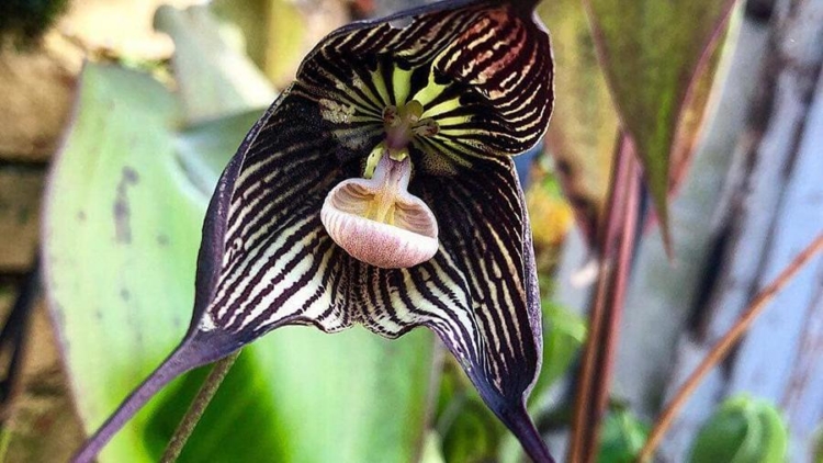 орхидея дракула 
