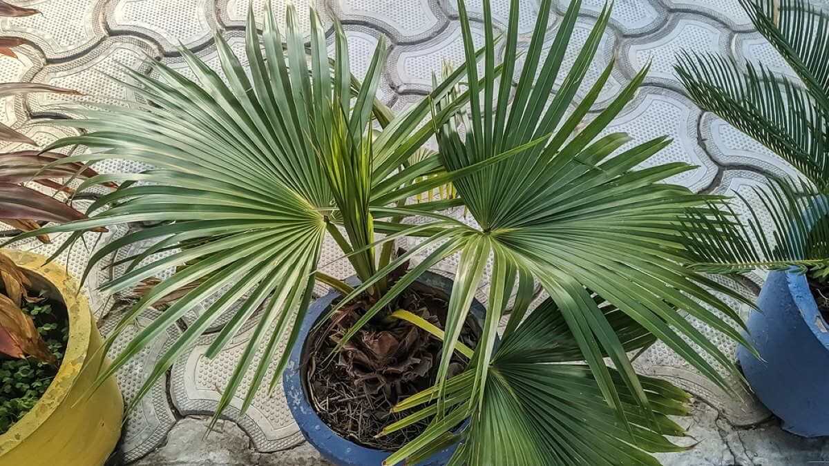 пальма ливистона горшок