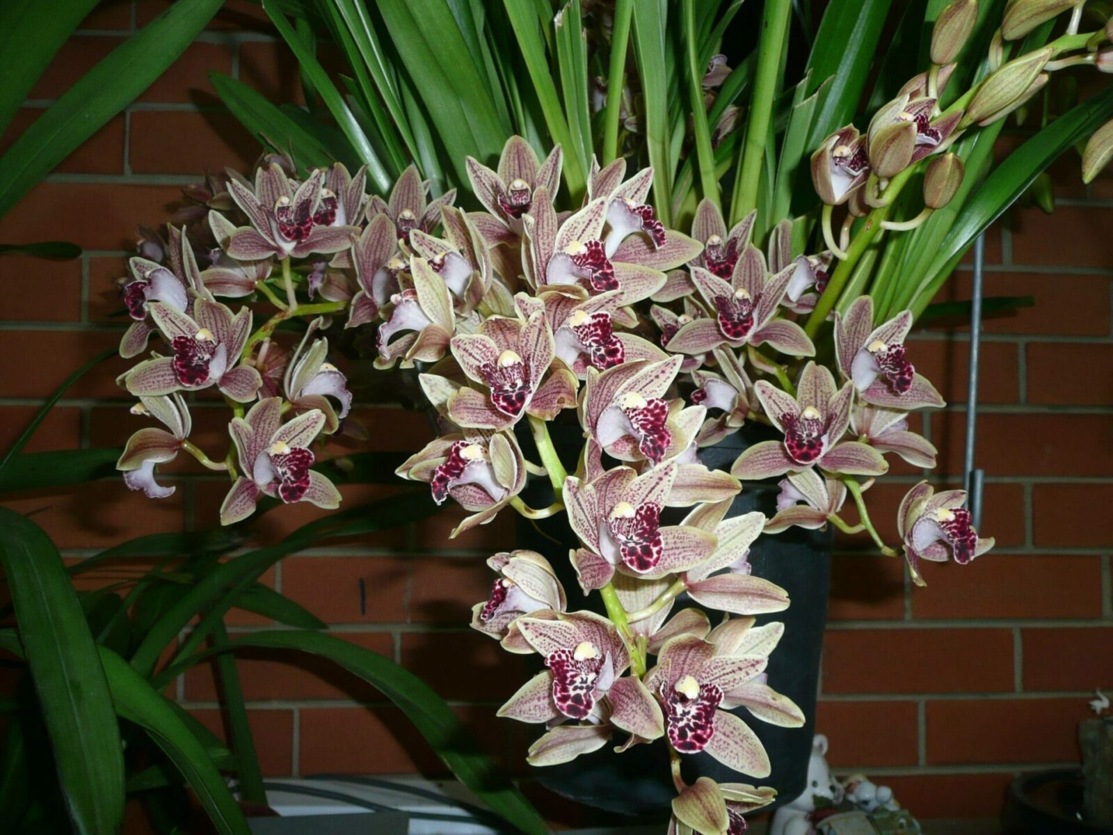 Цимбидиум орхидея уход