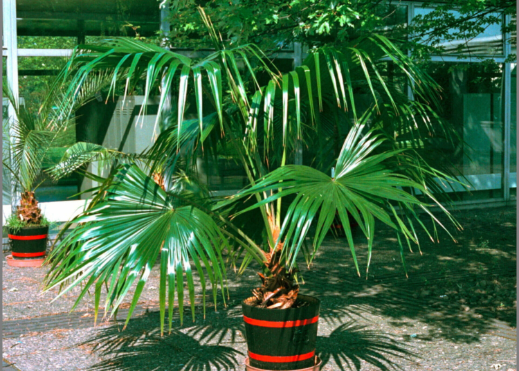 польза пальмы ливистона