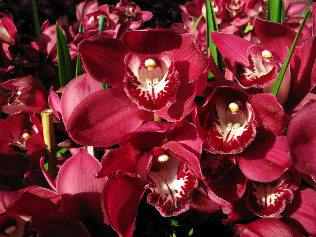 Описание и характеристика орхидеи цимбидиума