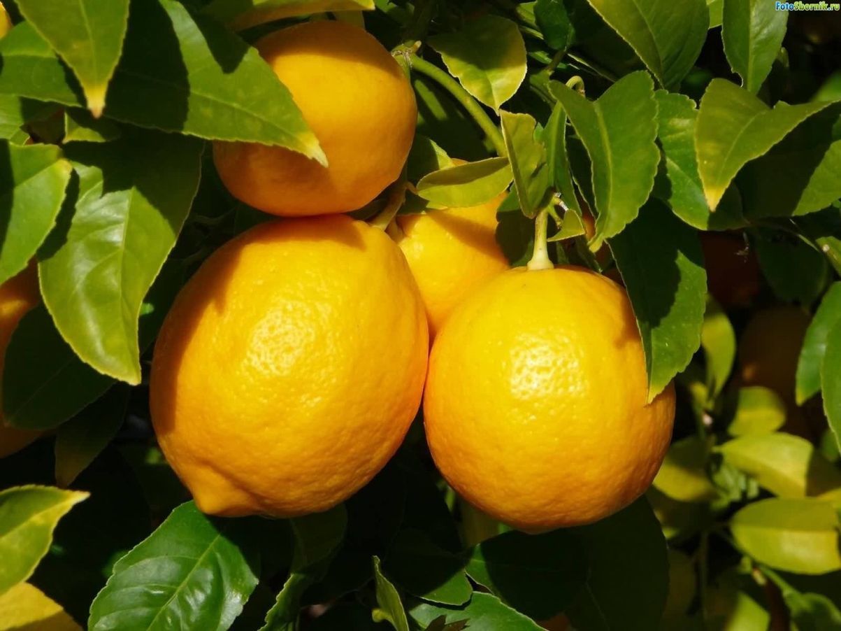 Популярные сорта лимона с фото