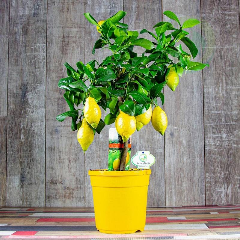 Правила выращивания плодов лимона