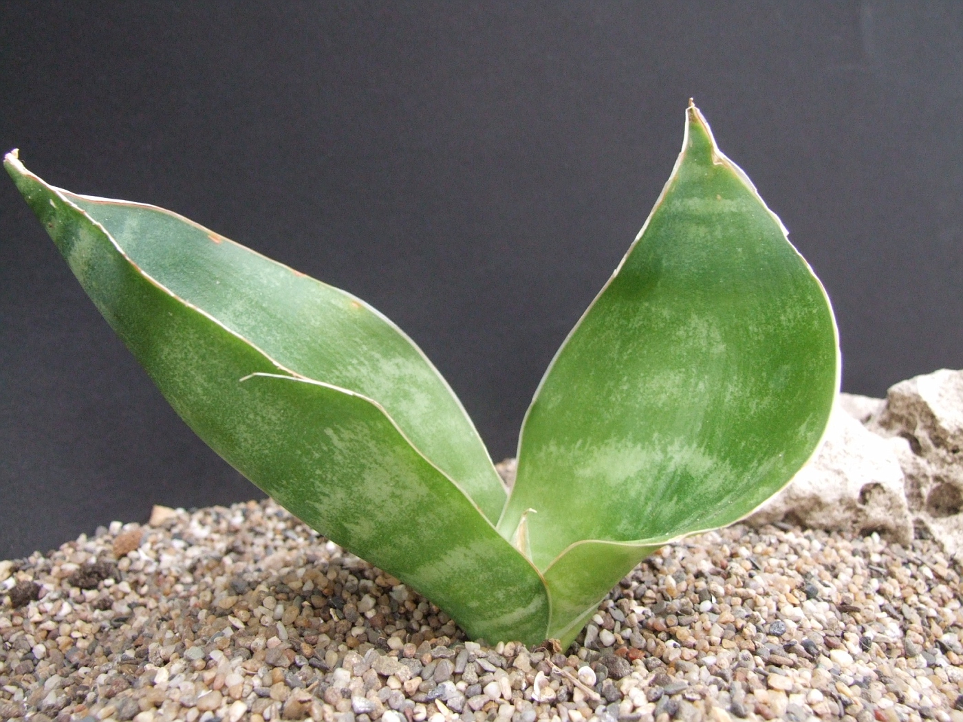 Сансевиерия гиацинтовая (Sansevieria hyacinthoides)