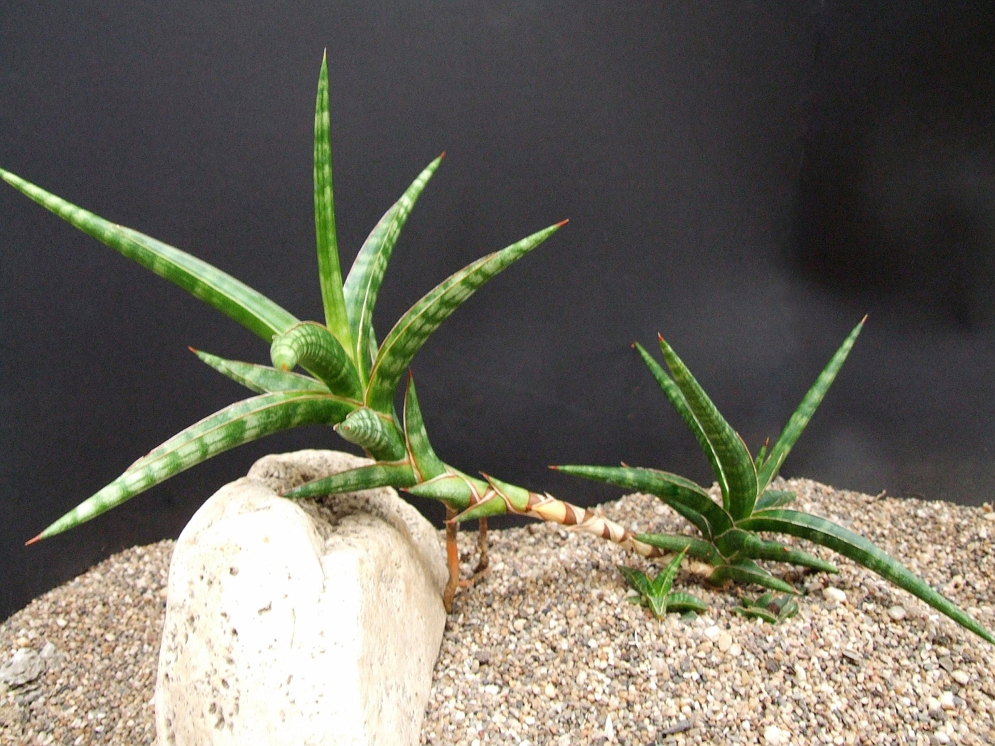 Сансевиерия изящная, или грациозная (Sansevieria gracilis)
