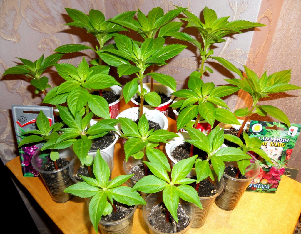 бальзамин комнатный выращивание из семян