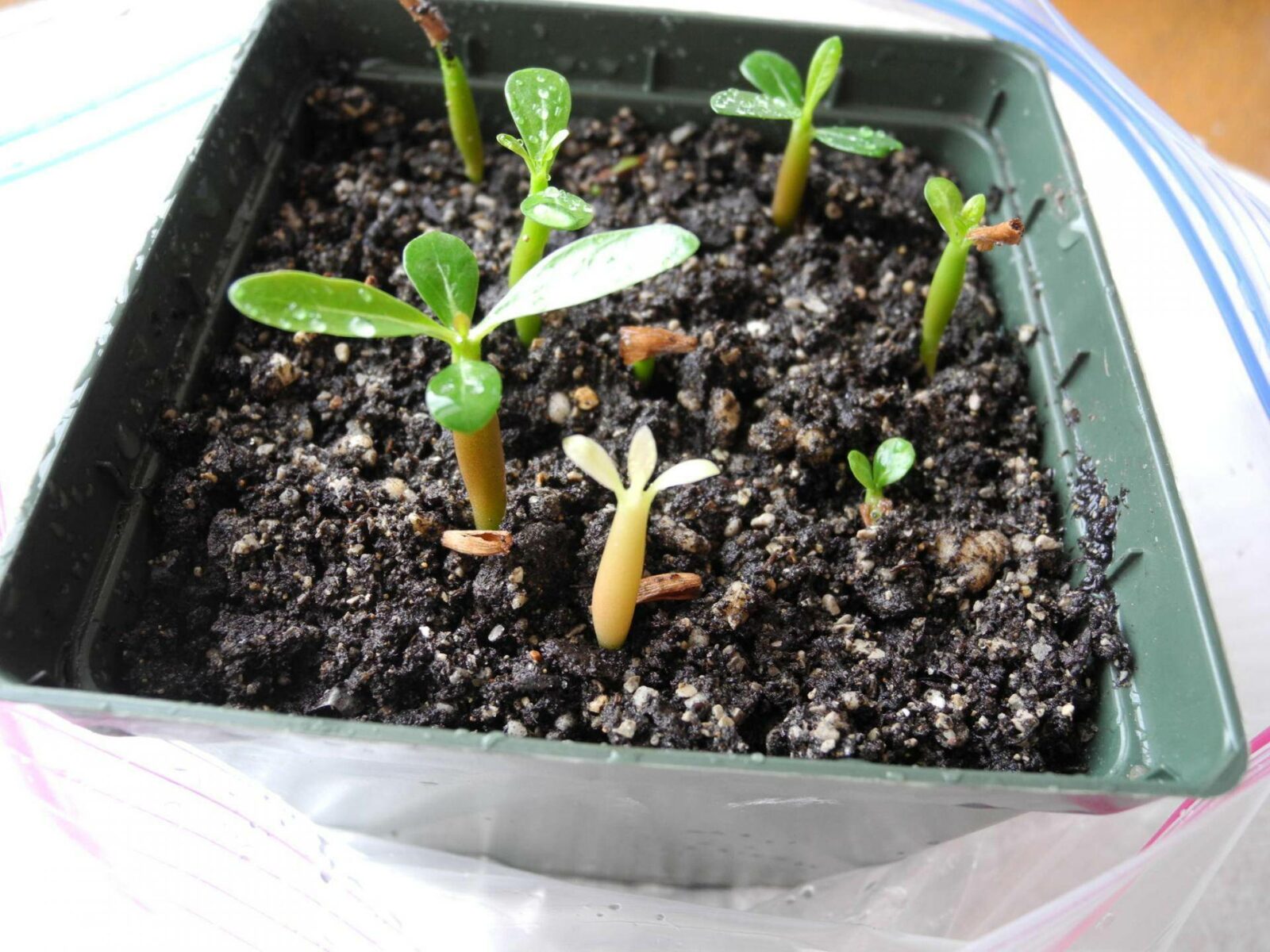 Выращивание адениума из семян