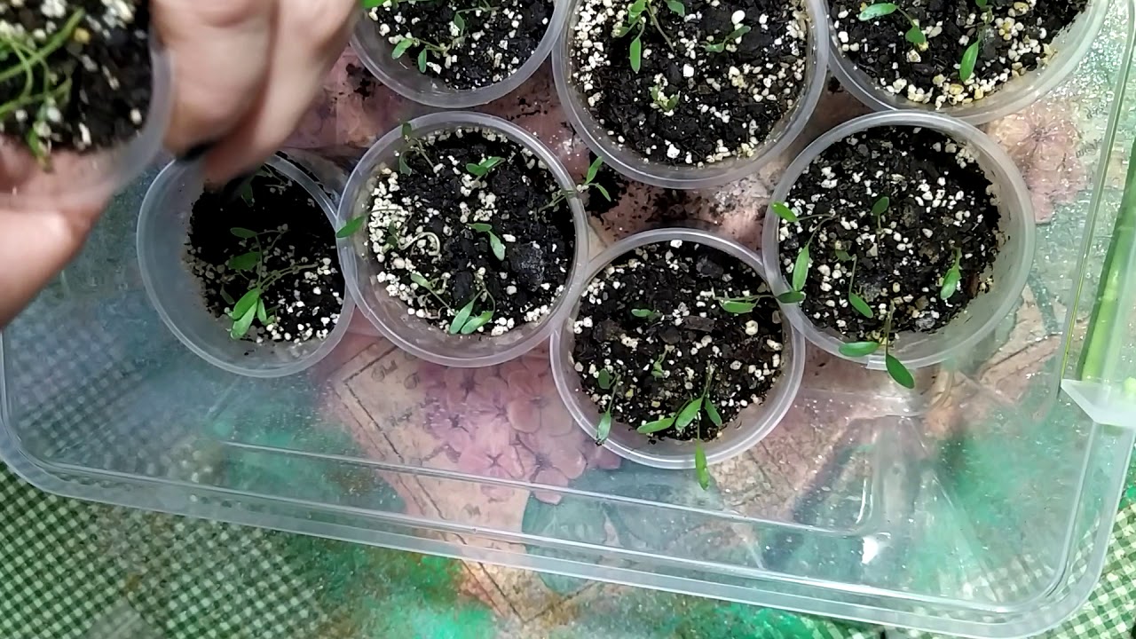 Дихондра: выращивание из семян
