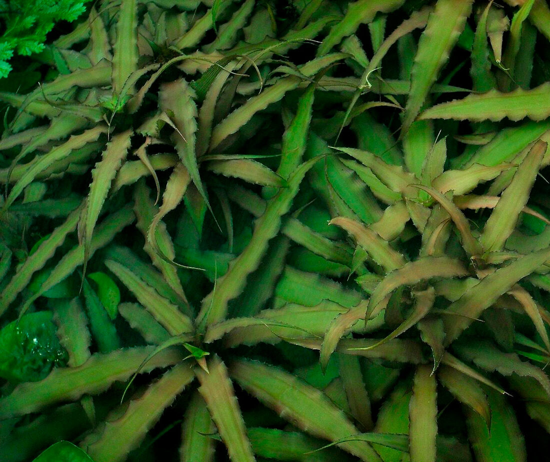 Бесстебельный (Cryptanthus acaulis)