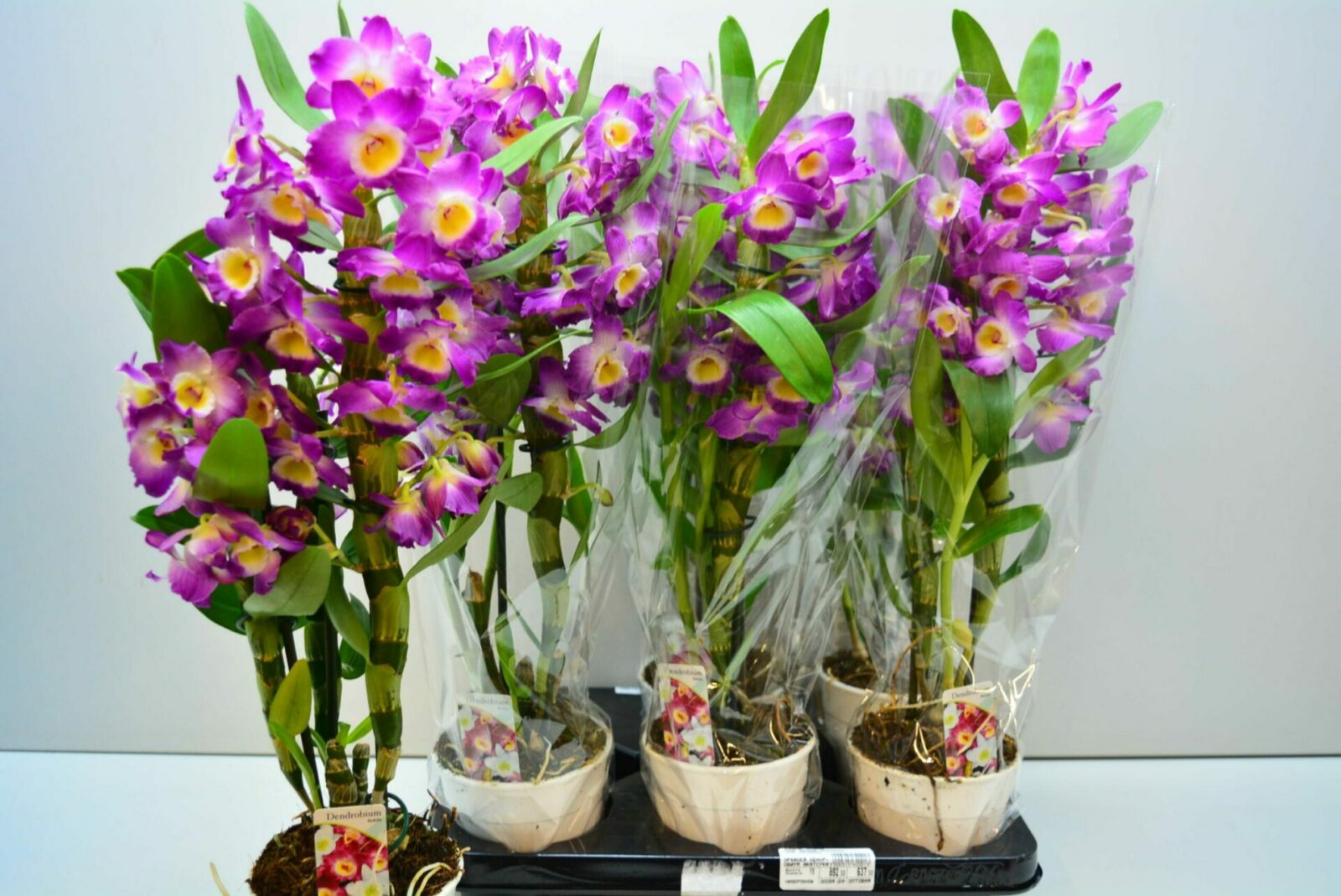Орхидеей дендробиум: уход в домашних условиях