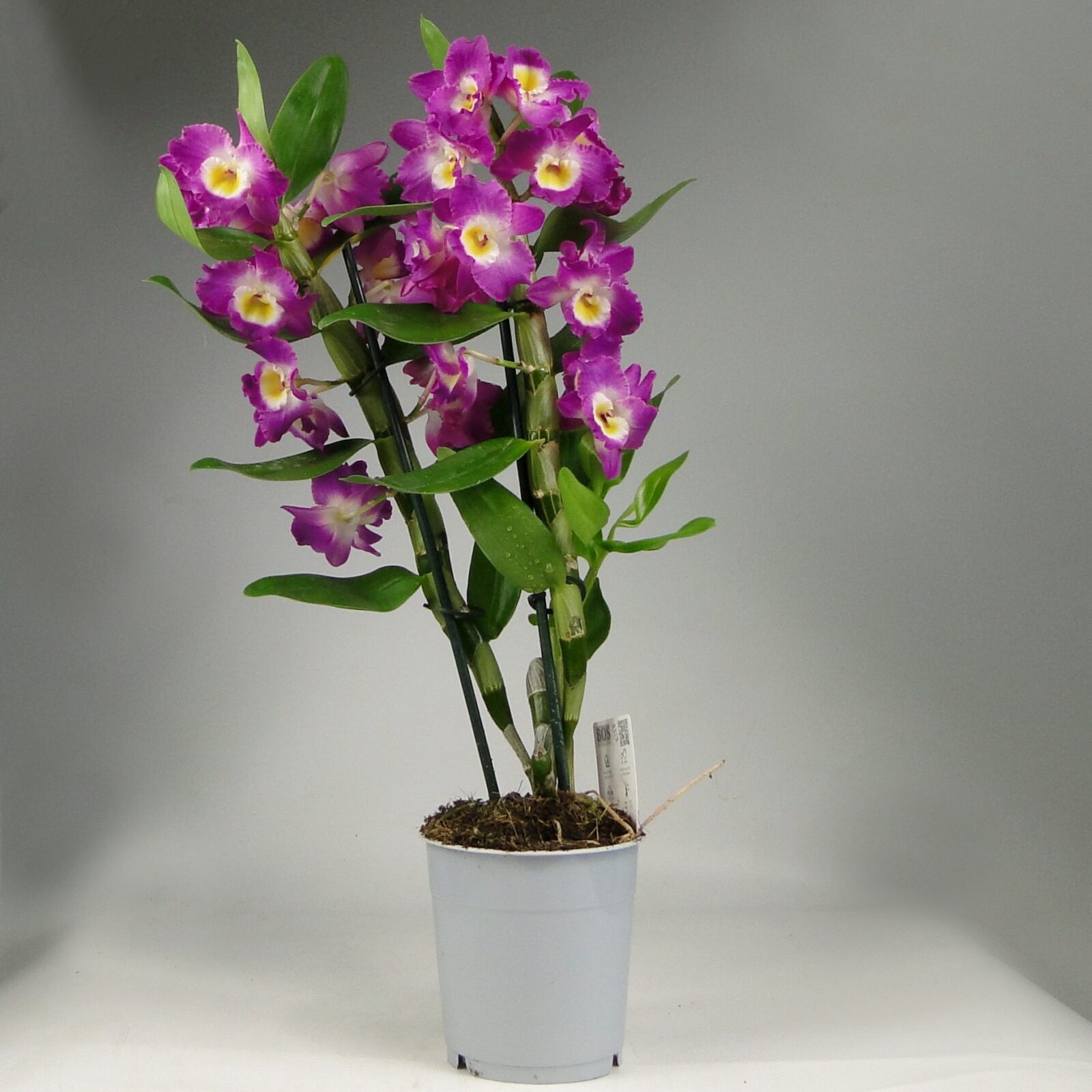 Орхидеи Дендробиум фото