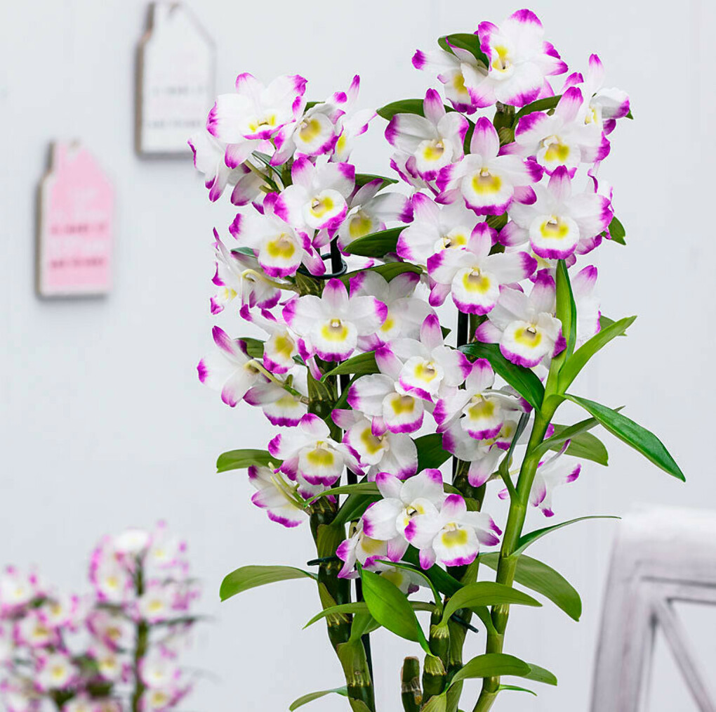  Описание и особенности орхидеи