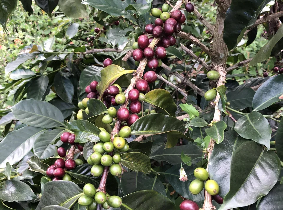 Арабика, аравийское кофейное дерево (Coffea Arabica)