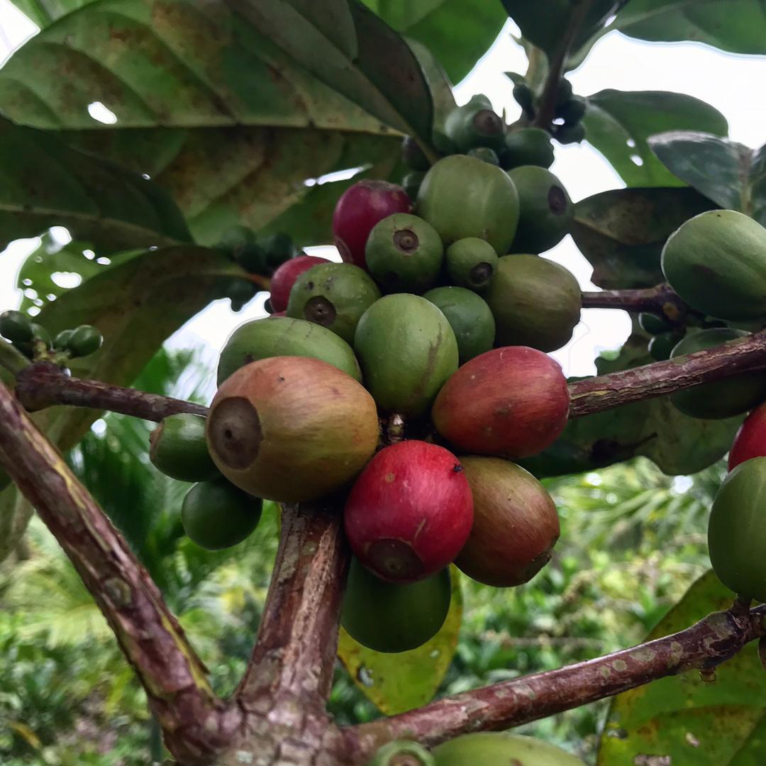 Либерийское кофейное дерево или Либерика