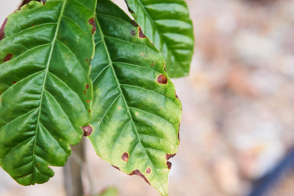 Кофейное дерево: Возможные проблемы и болезни