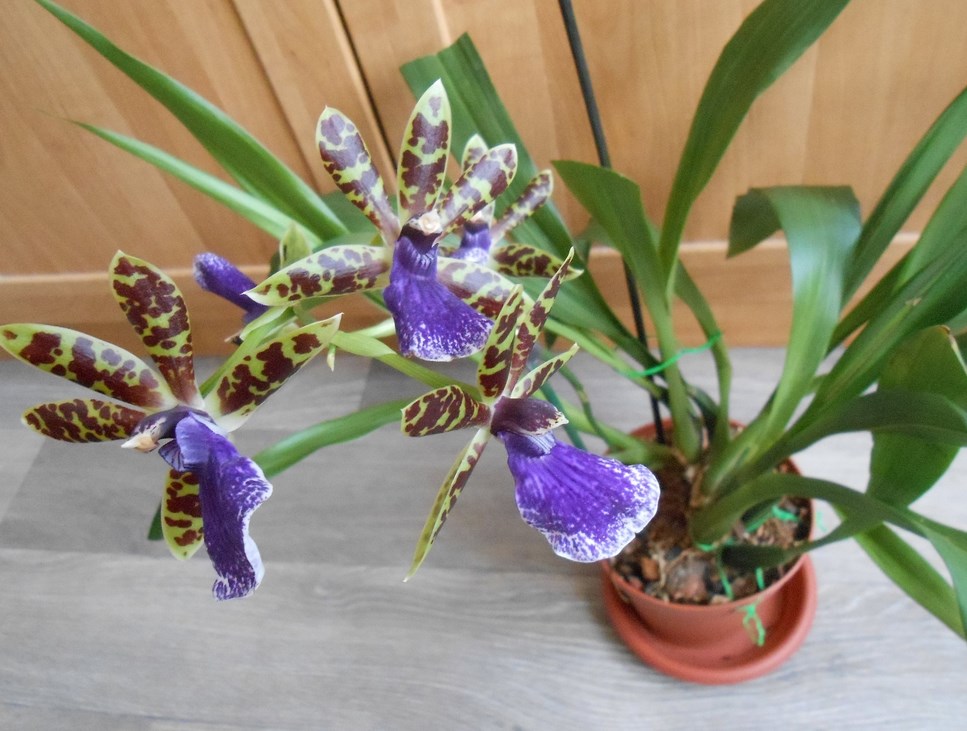 Орхидея зигопеталум: Обрезка и пересадка цветка