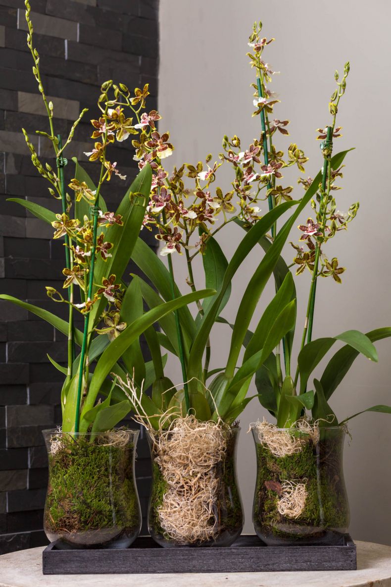 Описание и особенности орхидеи