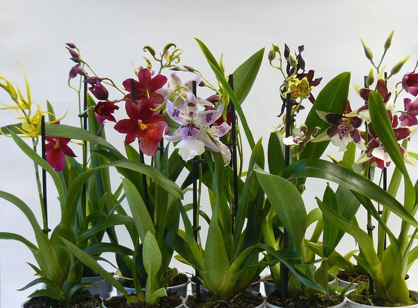 Основные виды орхидеи Камбрия с фото