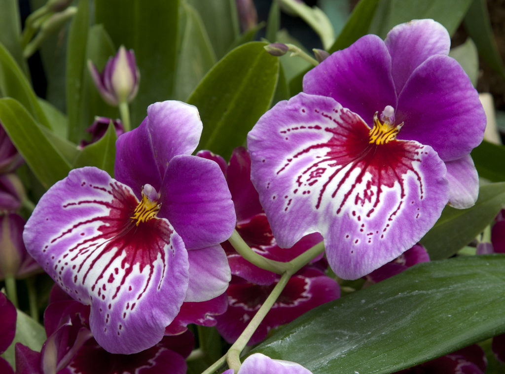 Орхидеи Мильтония: Период цветения и покоя
