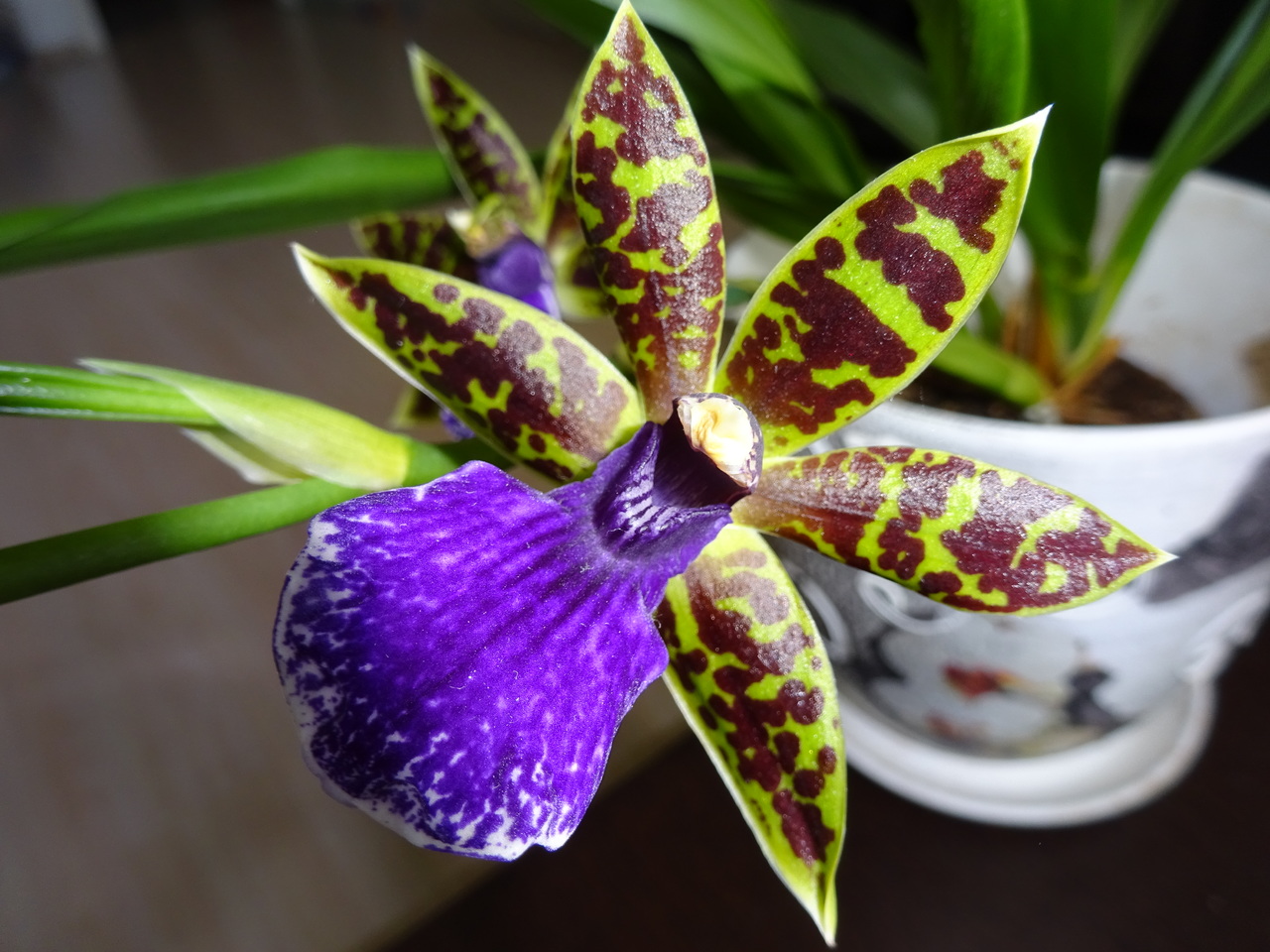 Орхидея зигопеталум: Период цветения