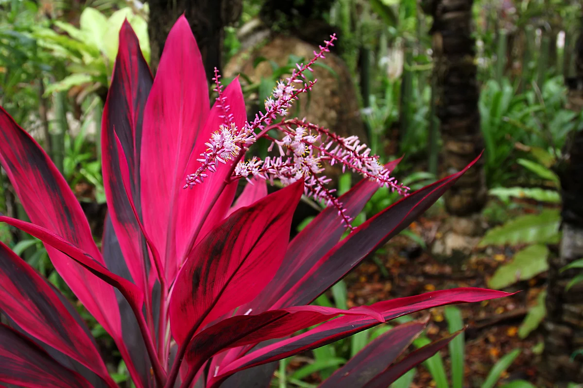 Орхидея зигопеталум: Период цветения
