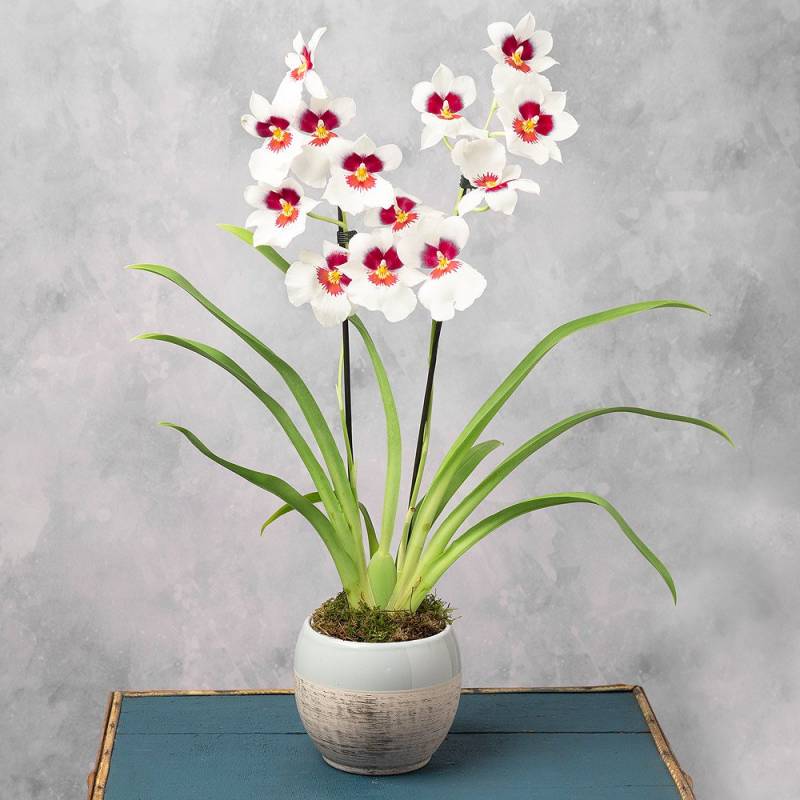 Орхидеи Мильтония: Подкормки и удобрения