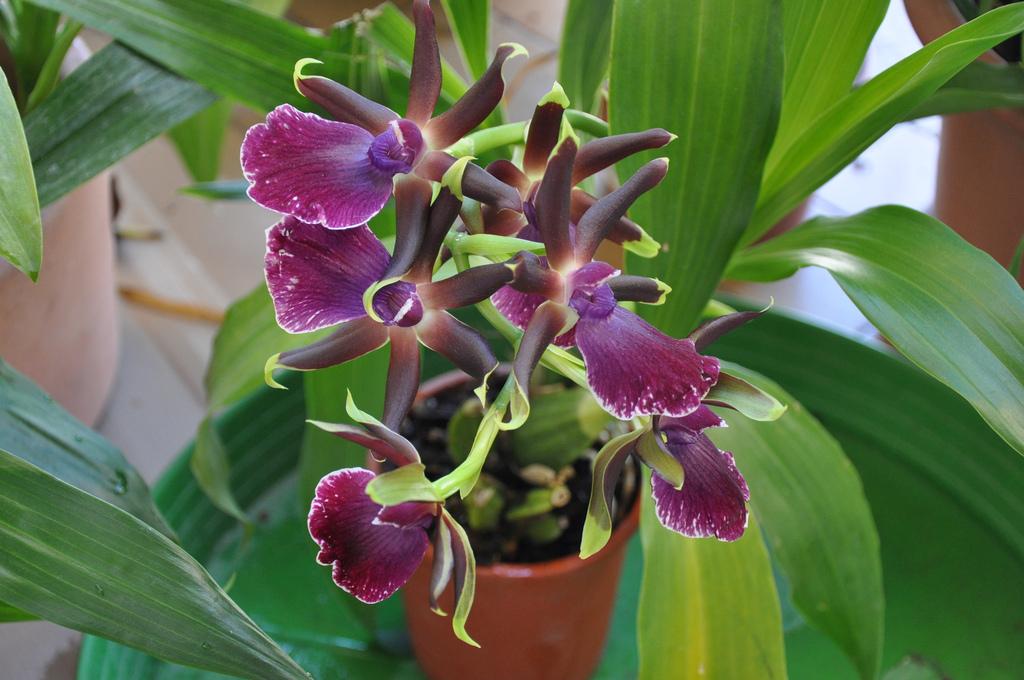 Орхидея зигопеталум - Подкормки и удобрения