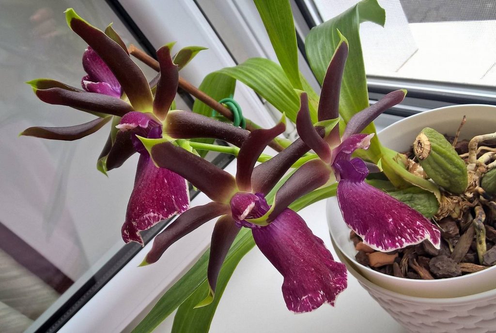 Орхидея зигопеталум - Полив и опрыскивание