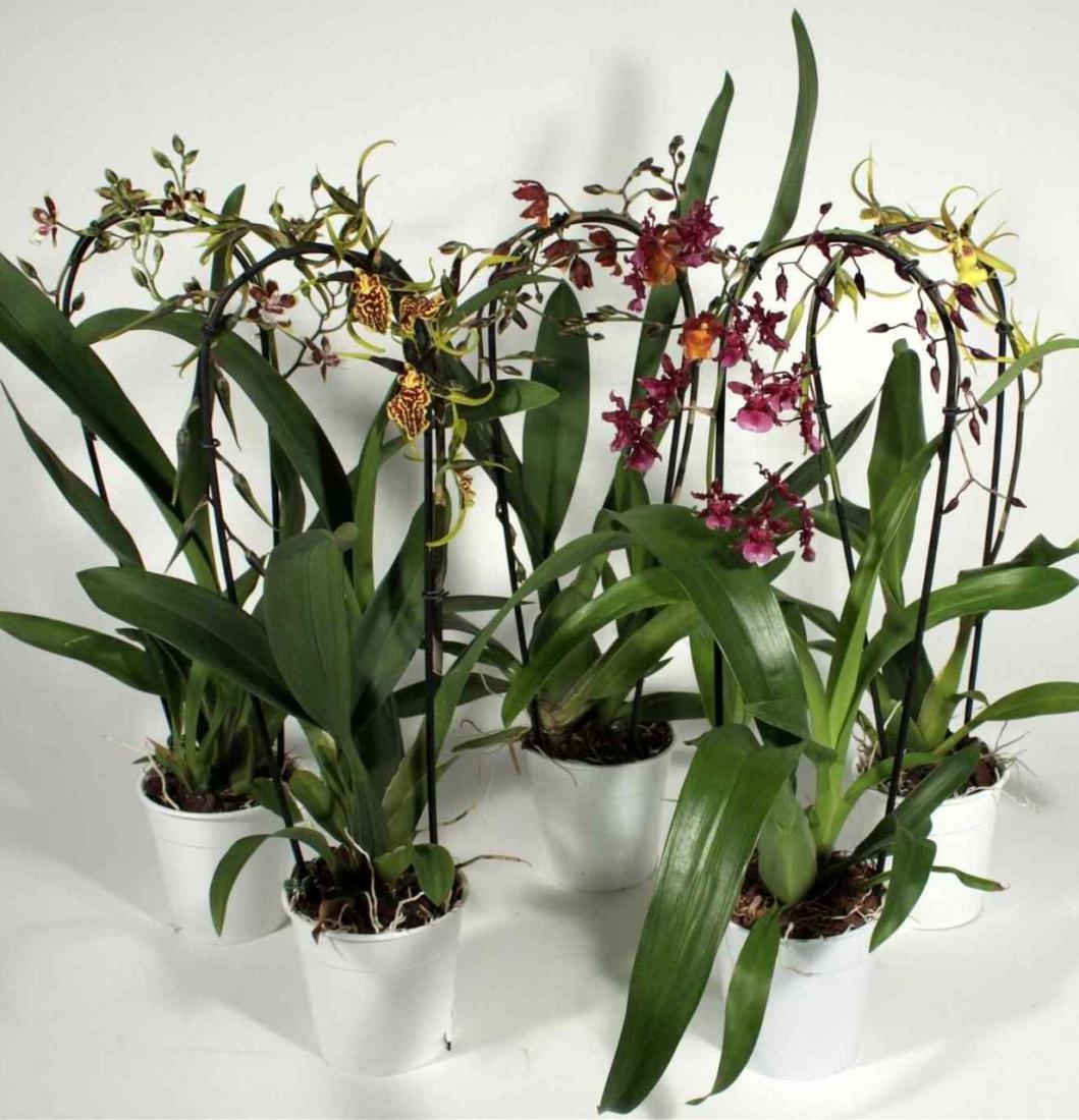 Орхидея Камбрия - Полив и опрыскивание орхидеи