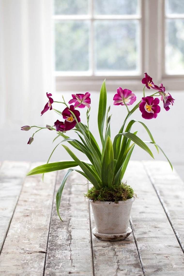 Орхидеи Мильтония: Правильный полив и опрыскивание