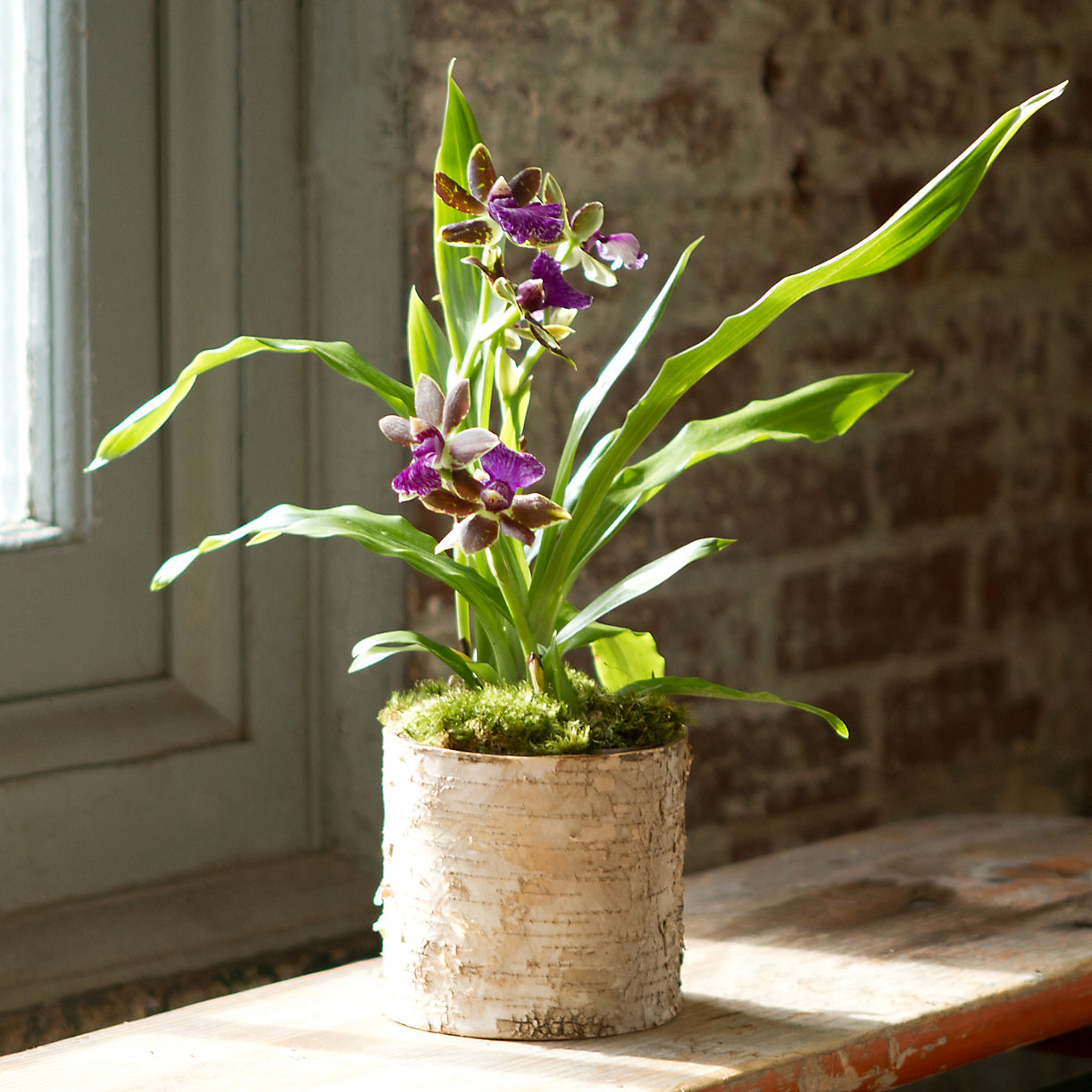 Орхидея зигопеталум: Выбор грунта и емкости