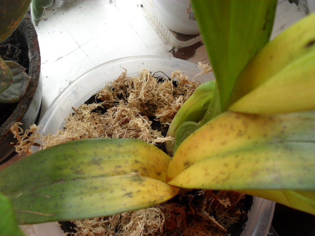 Орхидея Камбрия: Заболевания и вредители