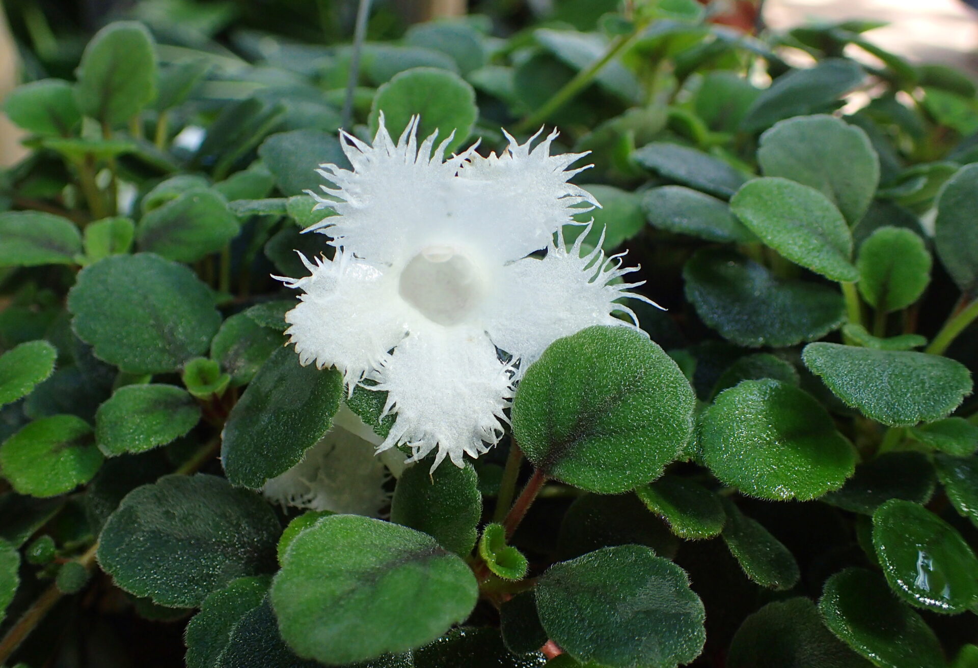 Эписция гвоздикоцветная (Episcia dianthiflora)