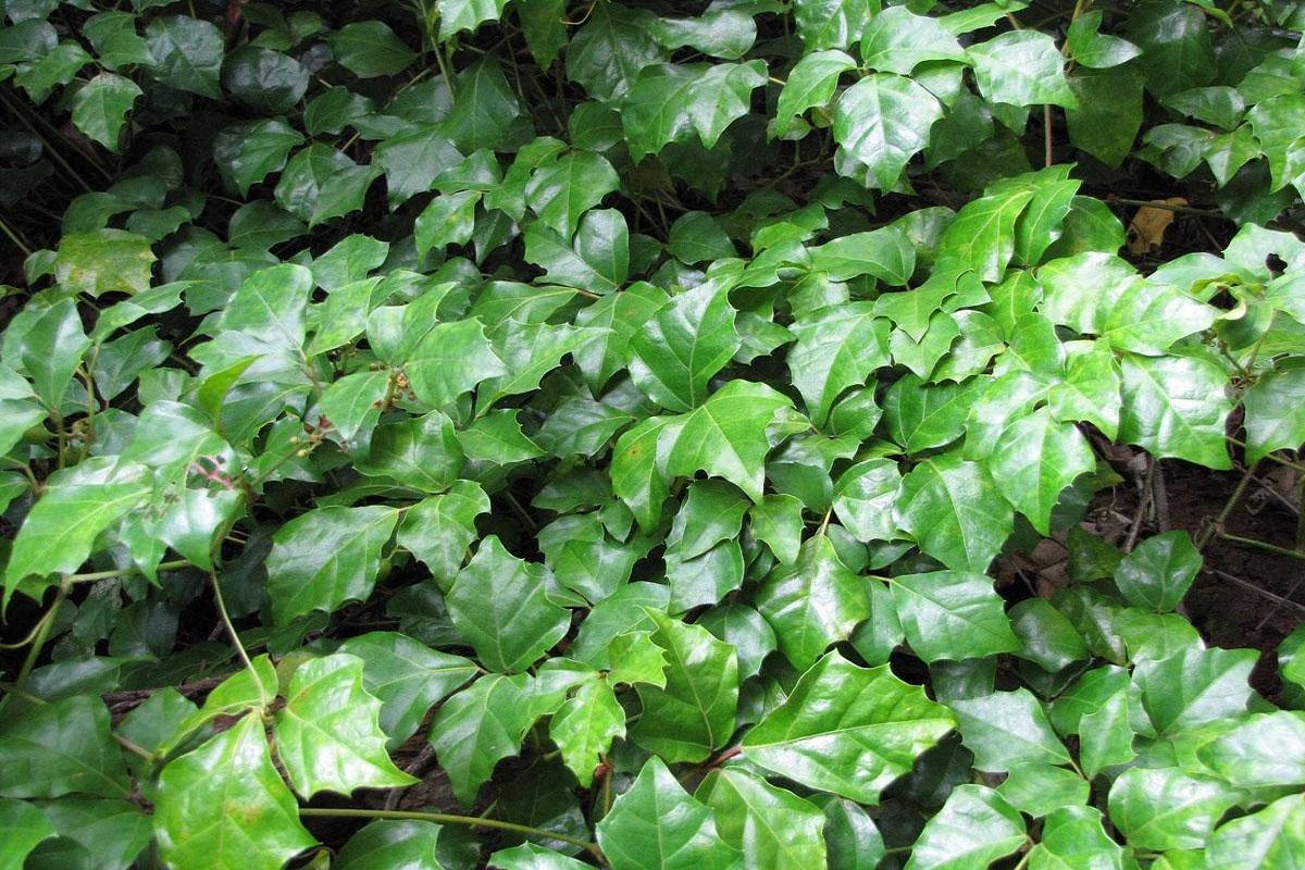 Циссус ромболистный (Cissus rhombifolia)