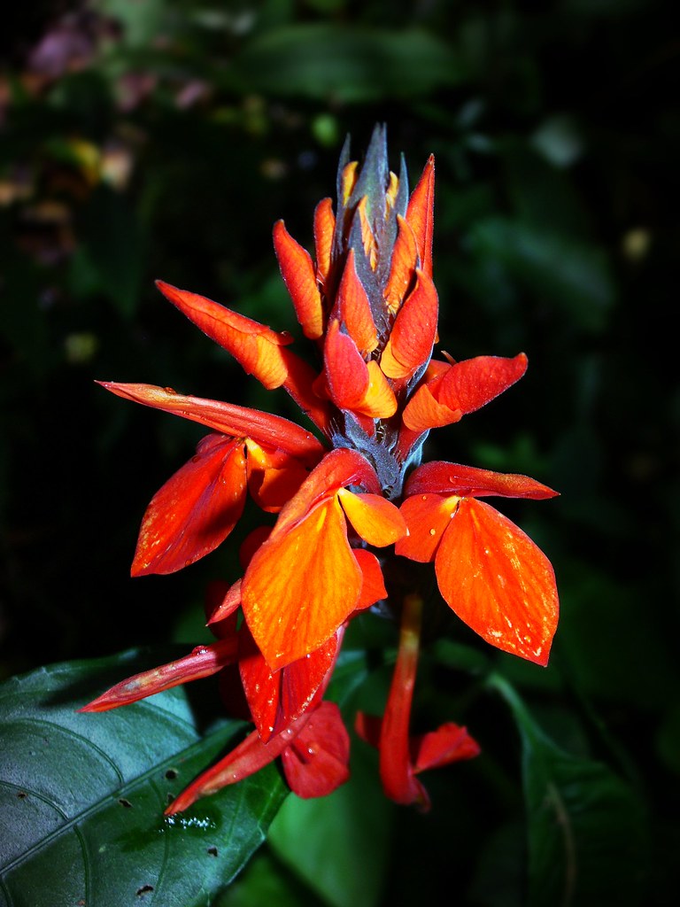 Афеландра золотистая или оранжевая (Aphelandra aurantiaca)