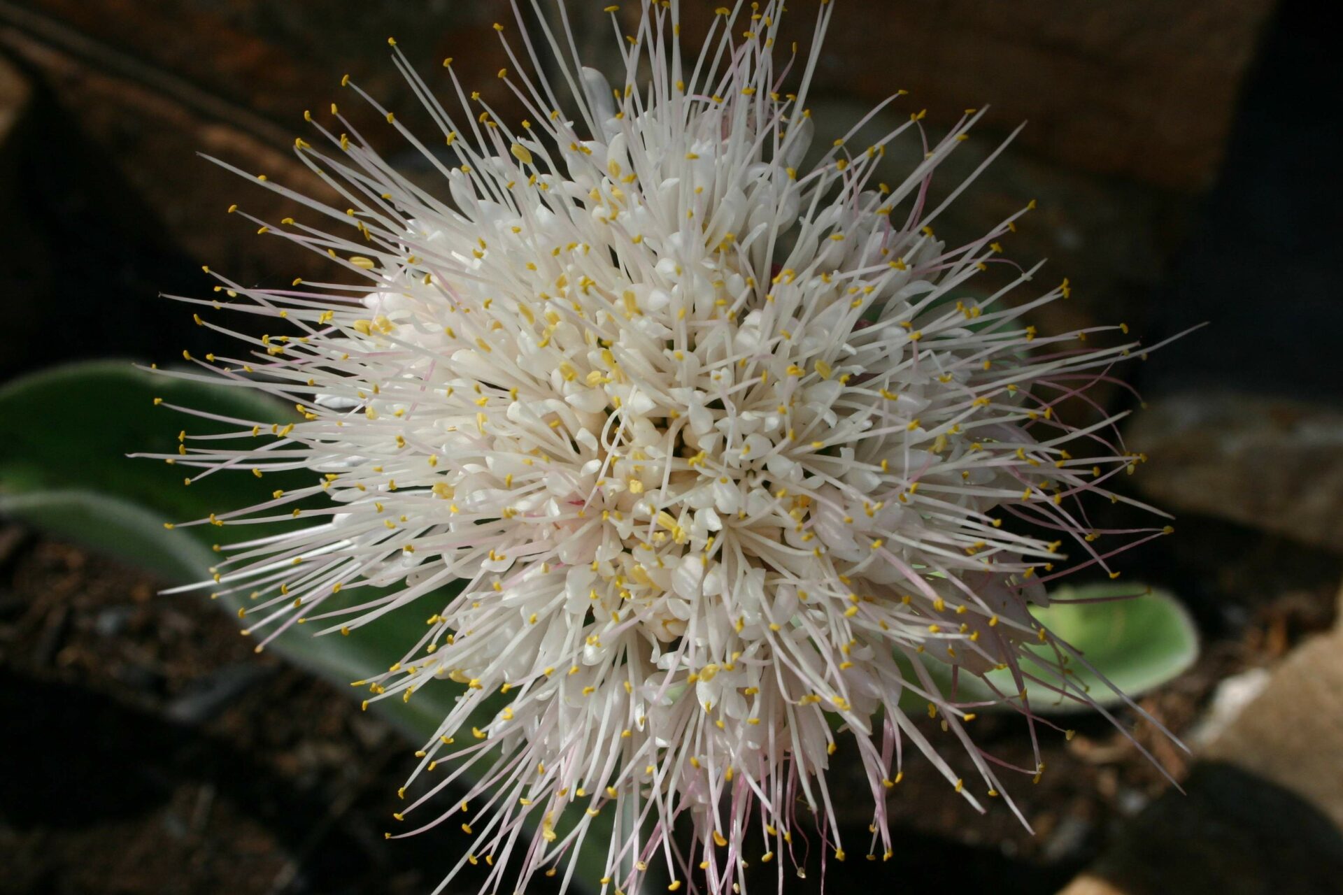 Гемантус белоснежный (Haemanthus candidus)
