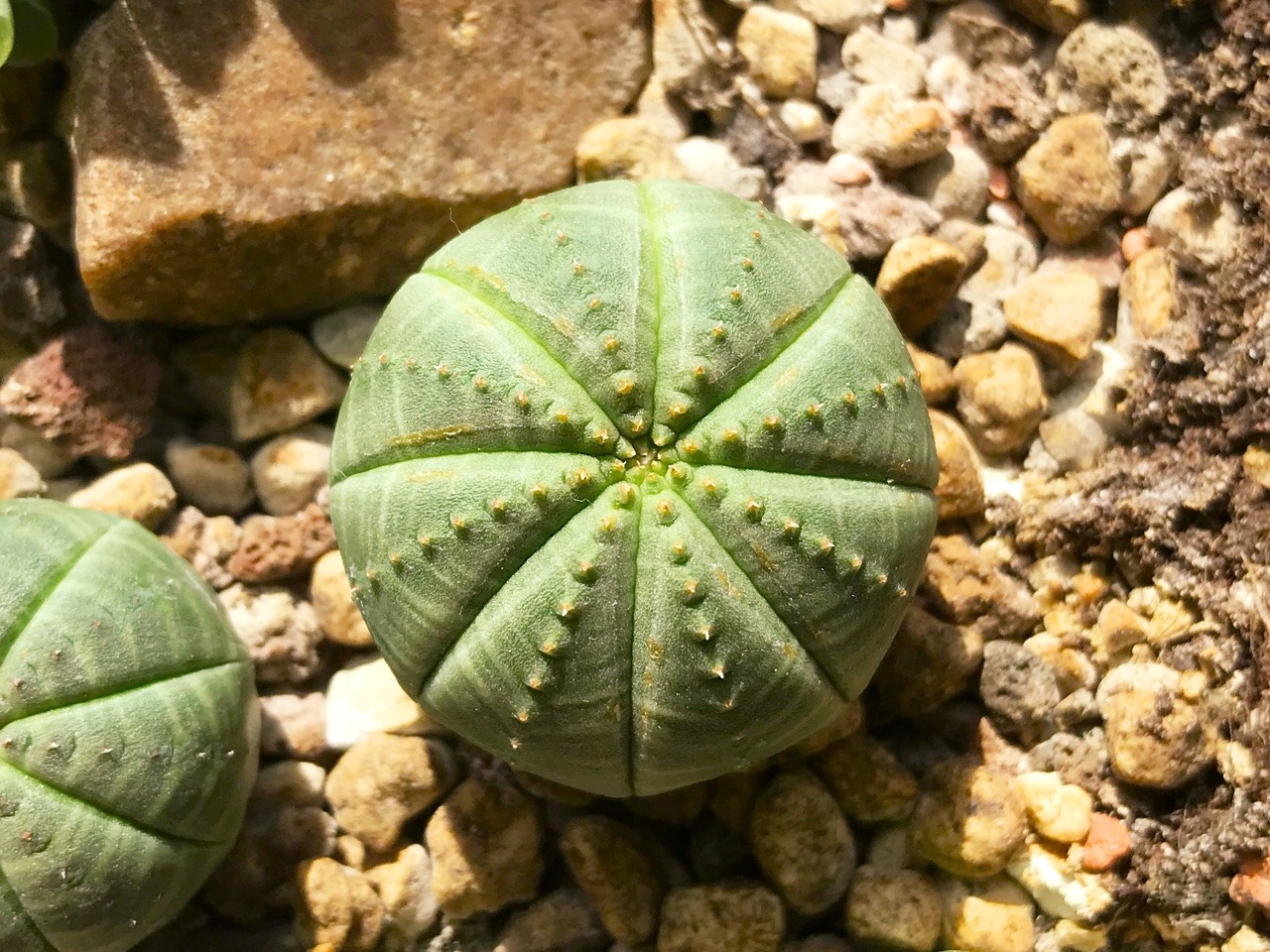 Молочай пухлый либо тучный (Euphorbia obesa)