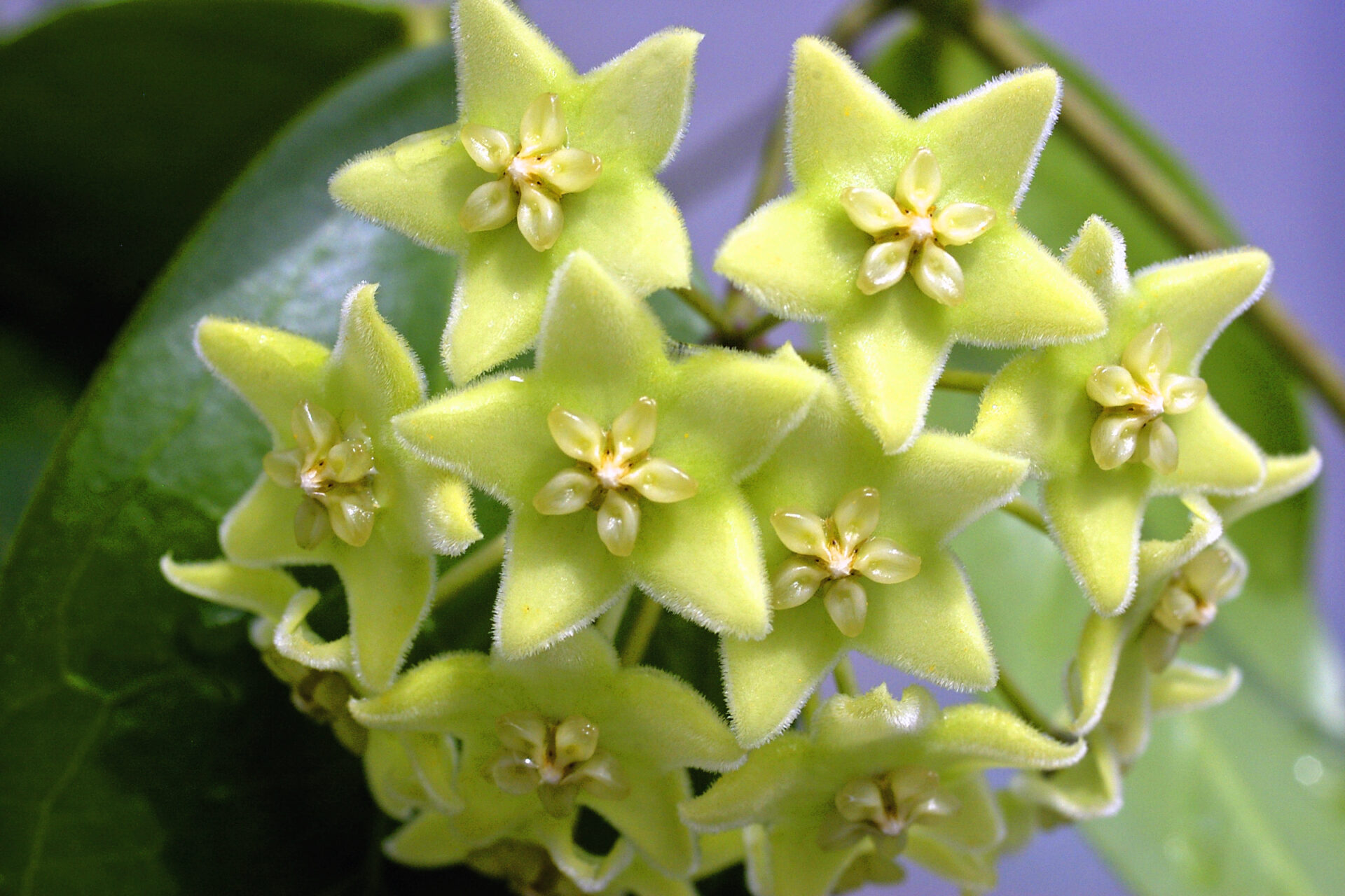 Зеленоцветная (Hoya Chlorantha)