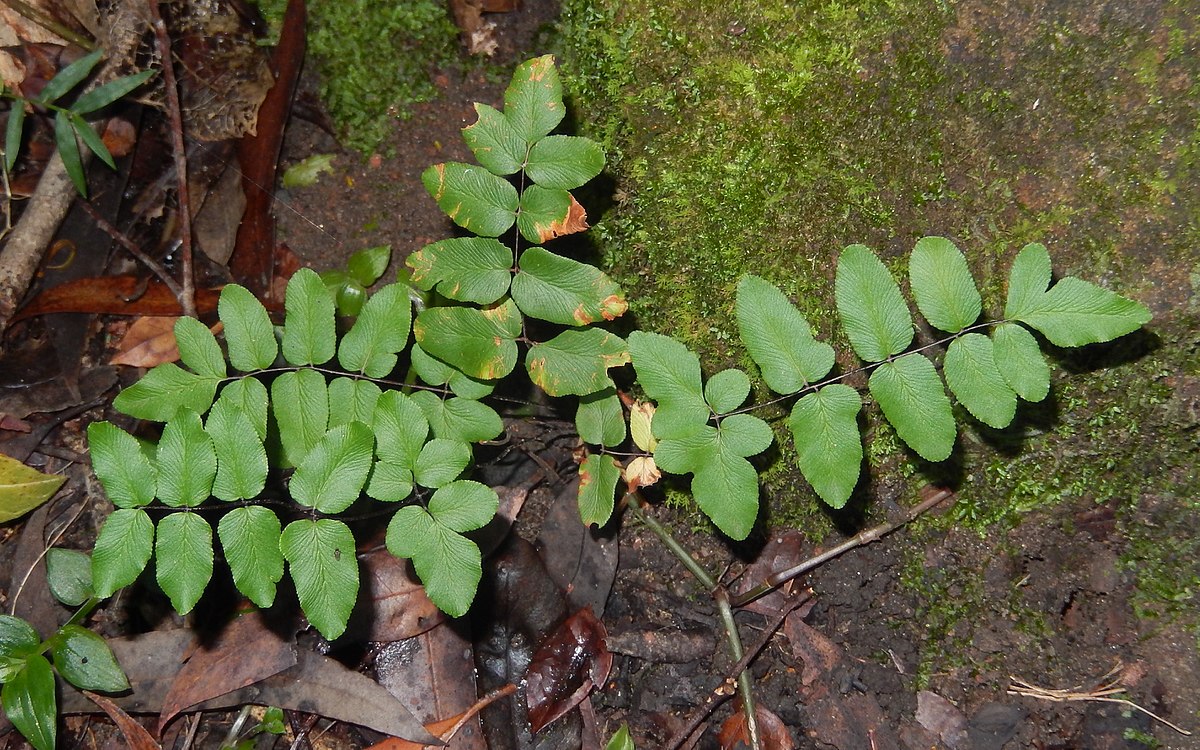 Пеллея зеленая (Pellaea viridis)