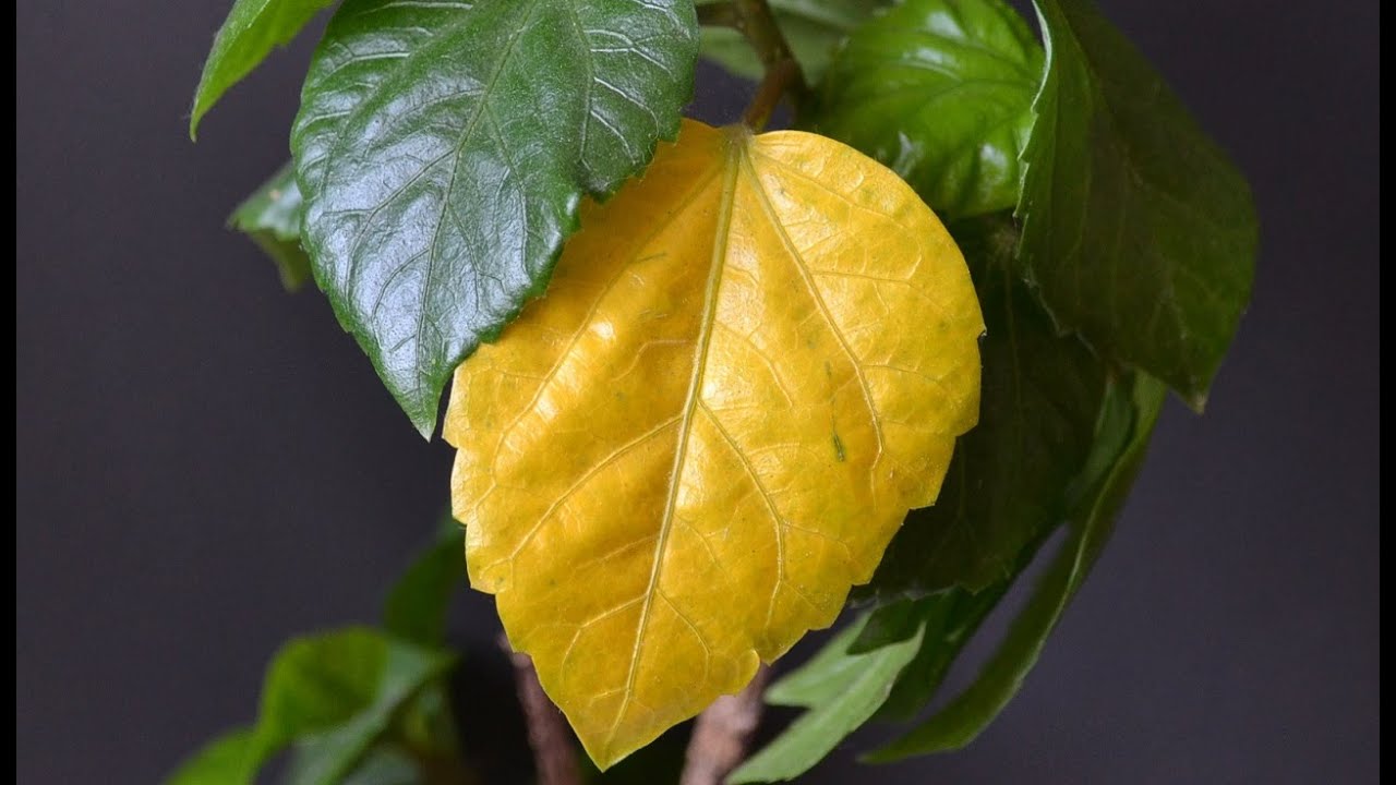 Почему желтеют и опадают листья