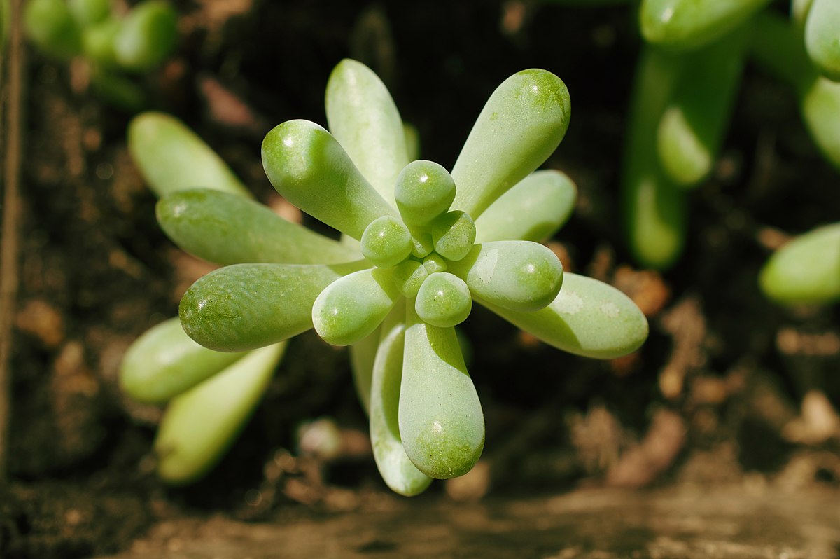 Седум толстолистный (Sedum pachyphyllum)
