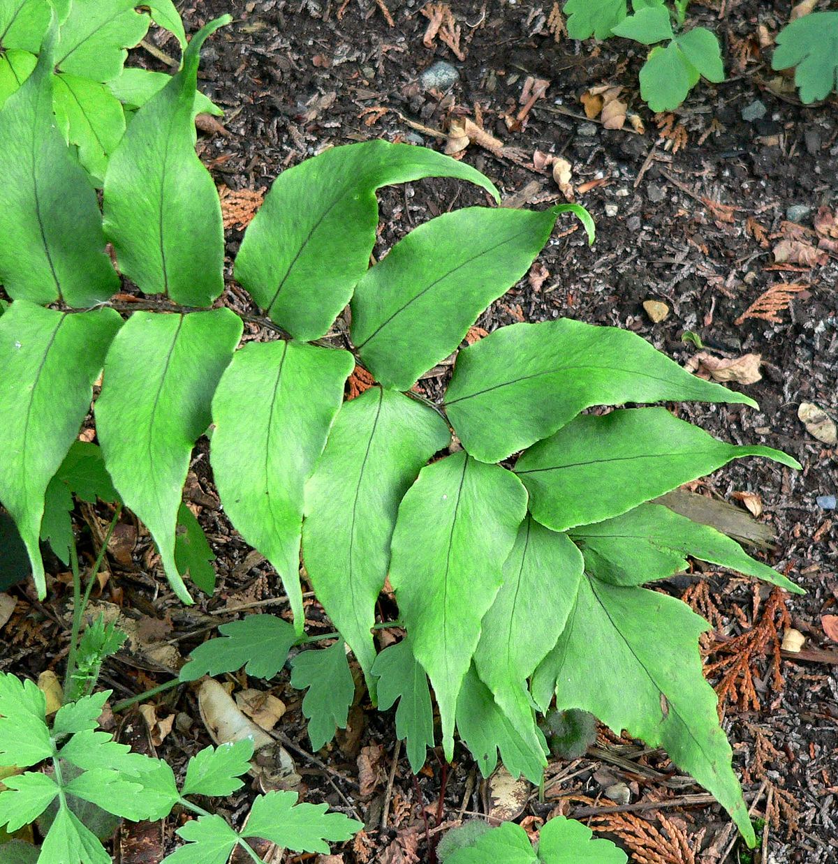 Циртомиум крупнолистный (Cyrtomium macrophyllum)
