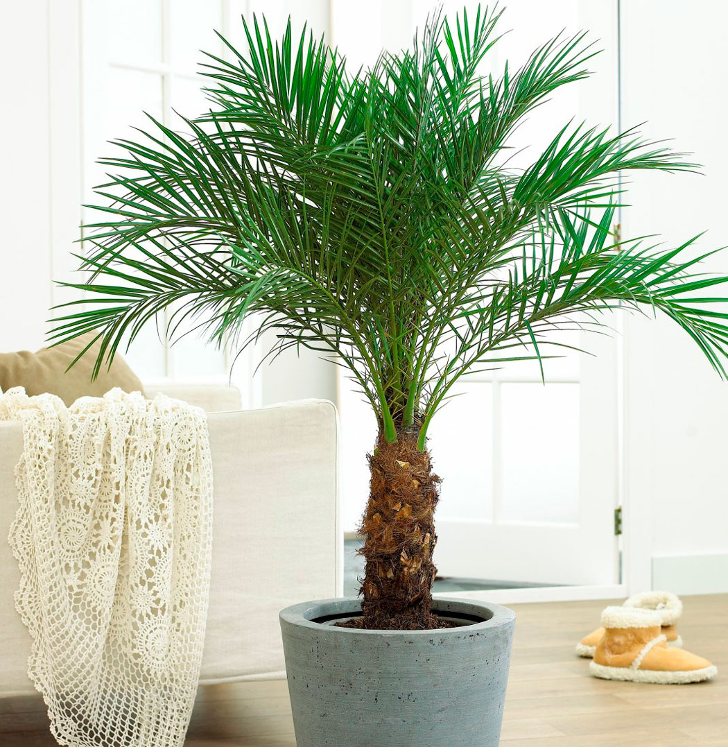 Как в домашних условиях ухаживать за пальмой в домашних условиях фото