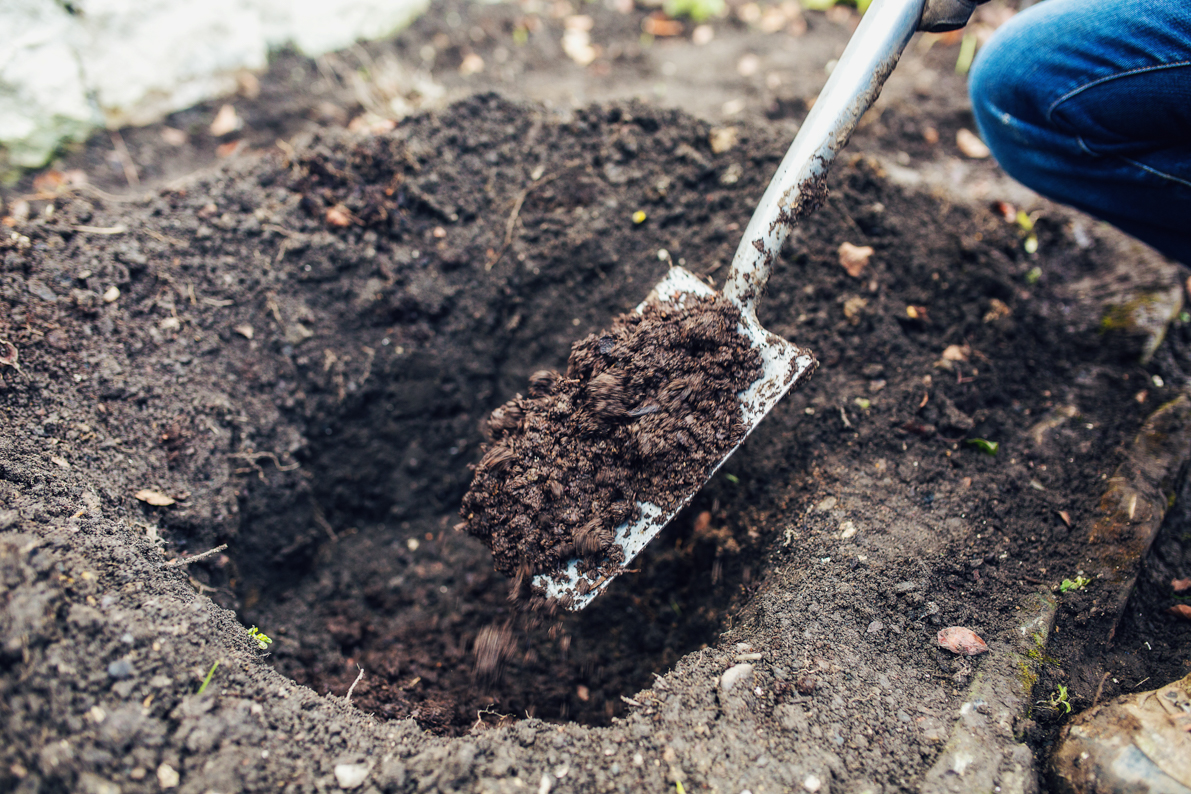 Подготовка почвы и посадочной ямы