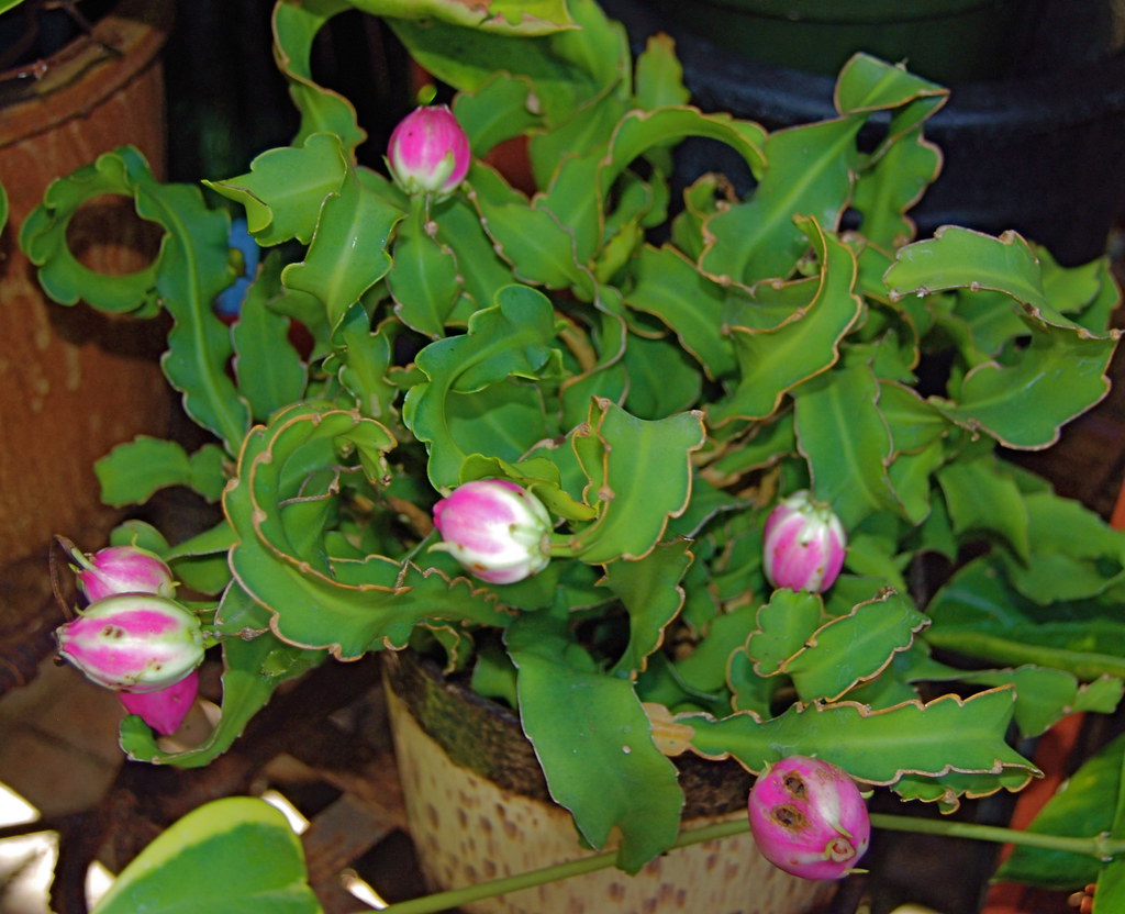 Эпифиллум гватемальский (Epiphyllum guatemalense)