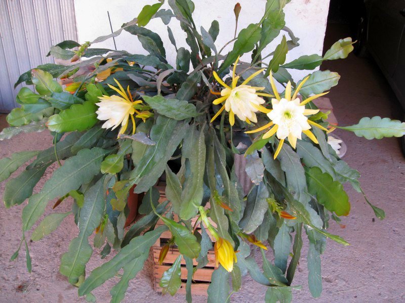 Эпифиллум зазубренный (Epiphyllum crenatum)